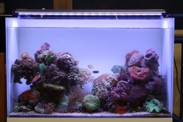 画像4: 【アウトレット品】LED PLUS 150cm シャイニングブルー【送料無料】 (4)