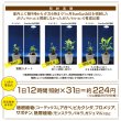 画像6: プラエリア Eversun365ラックセット【送料無料】｜植物育成LEDライト付き 室内用フルセット (6)
